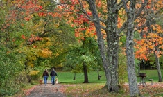 eine Gruppe von Menschen, die eine Straße neben einem Baum hinuntergehen