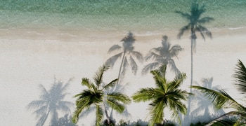 a group of palm trees