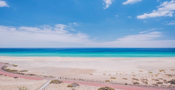 un pájaro sentado en la parte superior de una playa de arena
