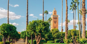 a group of palm trees