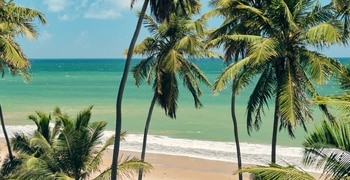 a beach with a palm tree in front of a body of water