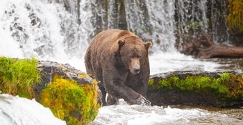 Un gran oso pardo caminando en la nieve