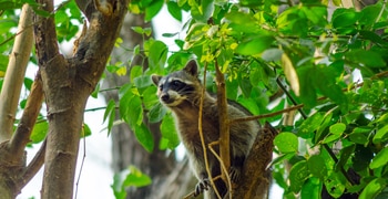 a raccoon in a tree